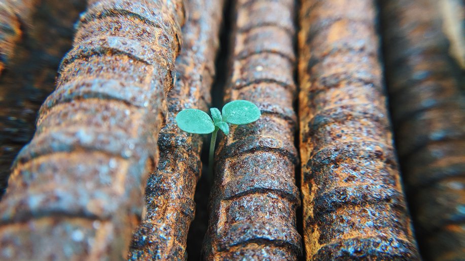 Sprout between rusty metal rods